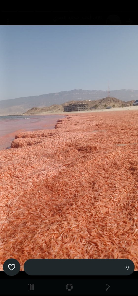 علي سالم عكعاك 𐩲𐩡𐩺𐩪𐩱𐩡𐩣𐩲𐩫𐩲𐩱𐩫 tweet media