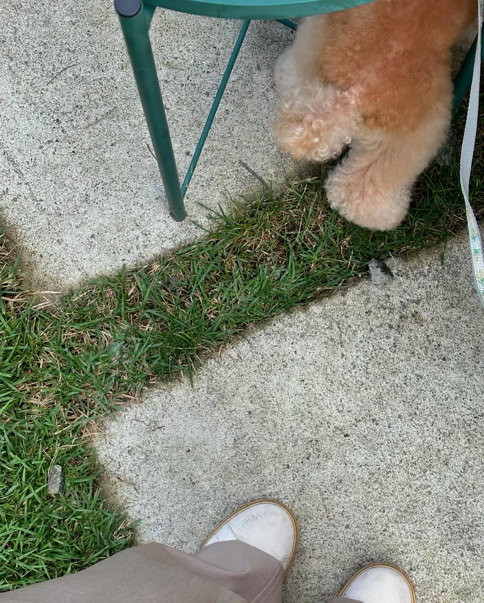 Hyecmu's tweet photo. I came here with no plans, just wanted to slow down for a bit. The air feels cool under the trees, my drink is fresh and cold, and everything feels a little lighter. A little puppy stayed with me and kept me smiling the whole time. https://t.co/8ubEiAPmgR