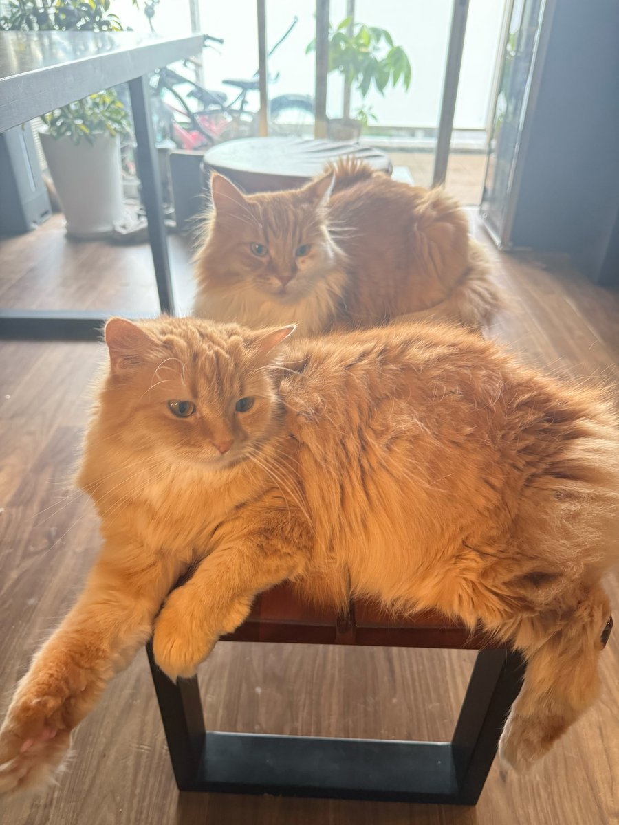 yomecats's tweet photo. https://t.co/C2CZeuDtFk