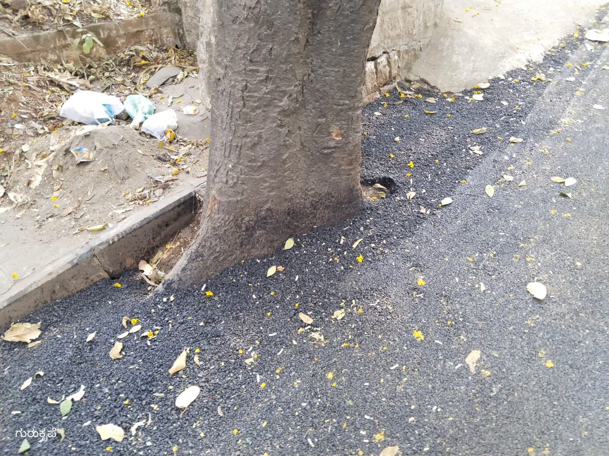 SurajyaAbhiyan's tweet photo. PWD, Municipal or Private : for roads and footpaths must include a mandatory clause : Failure to maintain the 1mtr unpaved zone around trees to result in withholding of payments - blacklisting of the contractor @aranya_kfd @bbmp_official 

#SaveTreeFromConcrete #WorldEarthDay https://t.co/aVYDX4gX3p