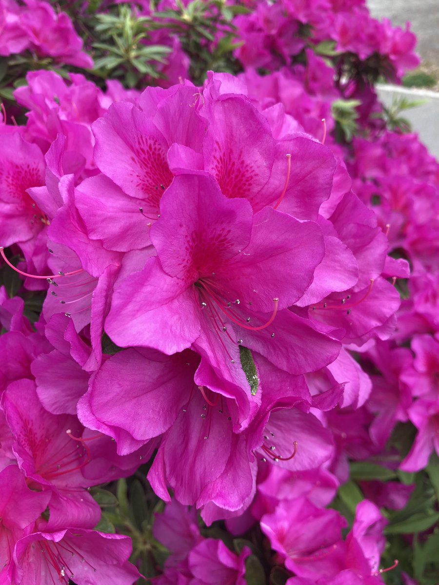 low_code_jp's tweet image. まさに、#薬玉
#折り紙 でこういうの作るの好きだったの、子どもの頃。またやりたくなってきた
#origami