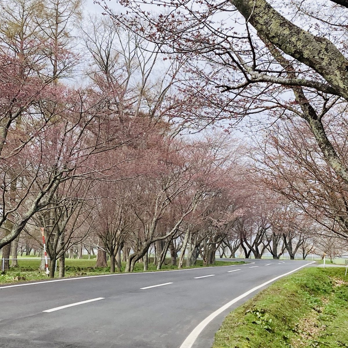 ４月２２日水曜日
北海道浦河町の優駿さくらロード
開花状況
まだちらほら咲き始めたばかりですね
週末あたりからいい具合に咲くような感じでしょうか