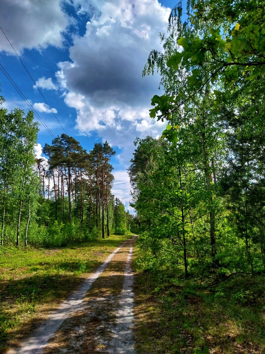 W 4. #BiegiSpacer #DlaPszczół w #Gomunice jest już 200 zawodników 😍👍❗ Na starcie widoki będą miłe 🌲🏁🌳