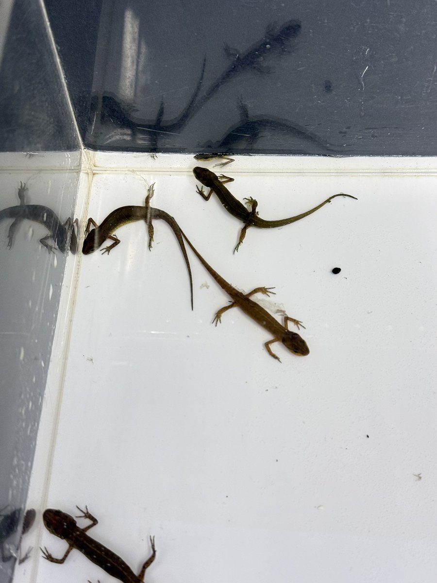 【新入舎】

アフリカウシガエル
フロリダブチイモリ

アフウシは少し育ったいいサイズです🐸
逆にフロリダは小さめのサイズですので成長を楽しんでください‼️
半水棲なので陸地も一応用意しましょう