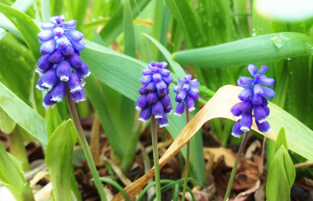 lilacblueblue's tweet image. 私の「明るい未来」は潜んでいる

立ち上がり歩み出す私の一歩が
転ぶごとに力強く大きくなっていることを
あの悲しみから踏み出したその一歩が
この喜びへつながっていることを
🍀藤川幸之助

今日の花 #ムスカリ
花言葉「明るい未来 」

#12時 #flower #花が好き #ﾅｴ
#TLを花でいっぱいにしよう