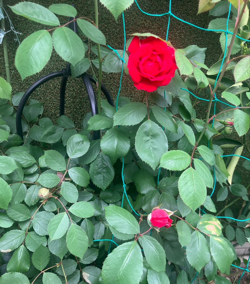 takeanap_jp's tweet photo. 咲きました🌹
春がきたなぁ

TAKE A NAP 千川幸町店
ドロップイン OPEN
10:00-20:00

#板橋区 #豊島区
#大山 #幸町 #千川 #要町
#コワーキングスペース https://t.co/cvDpOfPXFN