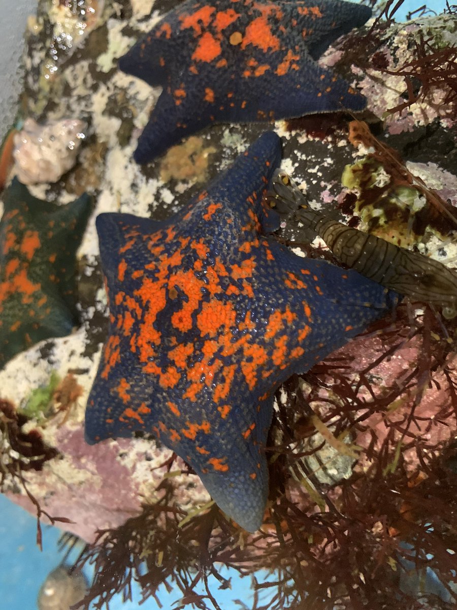 choshiiruka's tweet photo. 【#世界一ちっちゃな水族館 よりお知らせ📢】
5月1日(金)より夏期営業となりますので
開館時間が「10:00~17:00」までとなります☀️🍉

それに伴い、毎週水曜日は冬季休館日となっておりましたが、来週の4/29(水•祝)より開館いたします！

ゴールデンウィークも皆さまのご来館お待ちしております🐠 https://t.co/qvwOq5RcRq