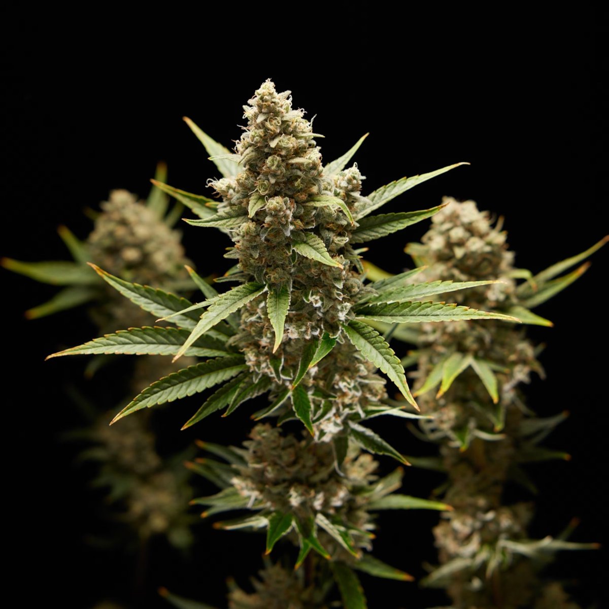 BREAKING: New study reveals that cannabis use during adolescence may be linked to slower brain development.