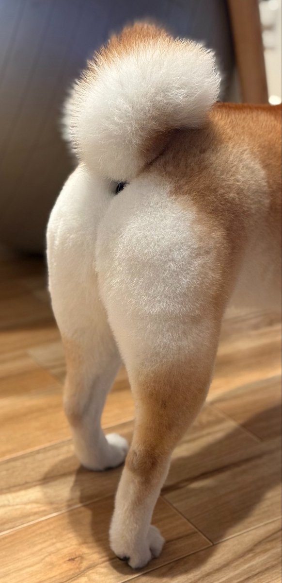 柴犬のいちちゃん tweet media