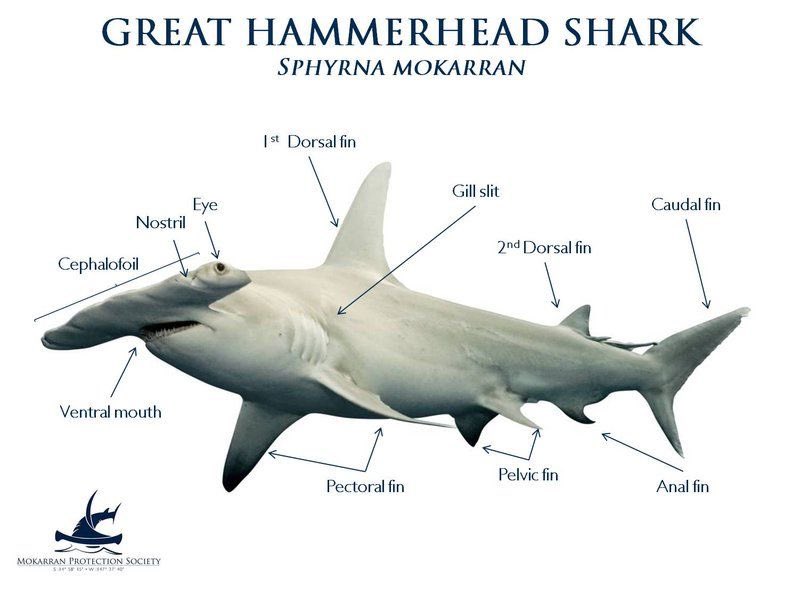 CleggMusk's tweet image. #hammerheadsharks  #making à difference #onelifeatatime @EmmyDrums51672 @lennykravitsz1 @elonmusk 7) I asked?” About 10 minutes he muttered. I grabbed his bait bucket and dumped it into the ocean. Filling it up with salt water, i drenched the hammerhead.
“Hooks gotta come out” I