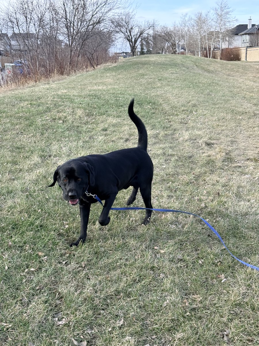 Jake72545474's tweet image. Wow! 
That’s green grass. Green grass. 🇨🇦
#Black #Labrador #Retriever #Calgary
