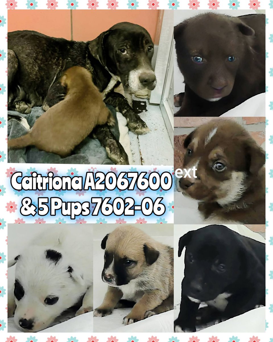Ashes_666_'s tweet image. 2 Mother dogs and their puppies are going to be euthanized today by 1pm CST at BARC in Houston TX. #comment #like #share #repost #family #dogs #puppies #AdoptDontBuy #adoptdontshop #dogsarefamily #cutepuppies #cute #FostersSaveLives #FosterMe #PLEDGES #Pledge4Rescue #help  #texas