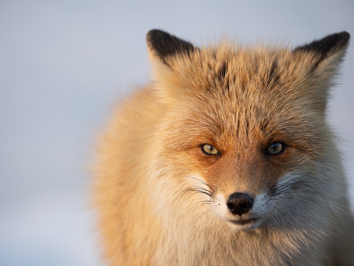 北海道動物記 : 生態観察の写真と記録 北海道の野生動物の肖像！！！写真集『北の国に生きる、美しい野生動物