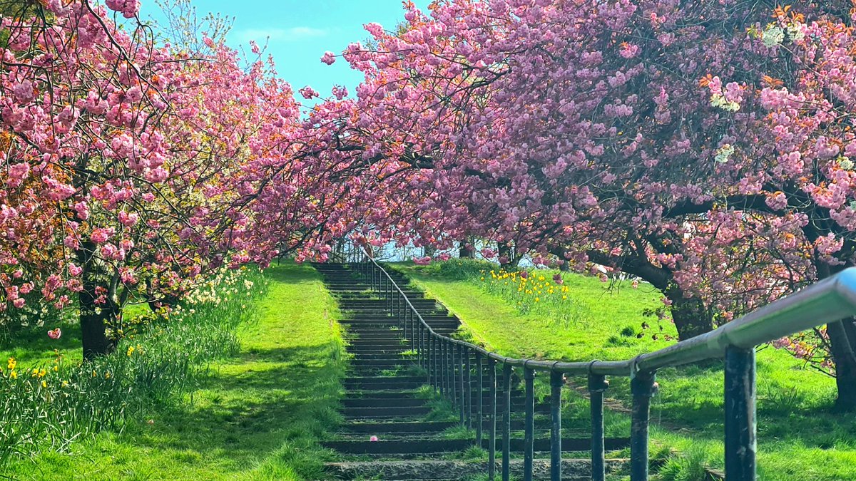 is_glasgow's tweet image. Cherry blossoms in Bellahouston Park on the Southside of Glasgow.

#glasgow #cherryblossom #bellahoustonpark #spring