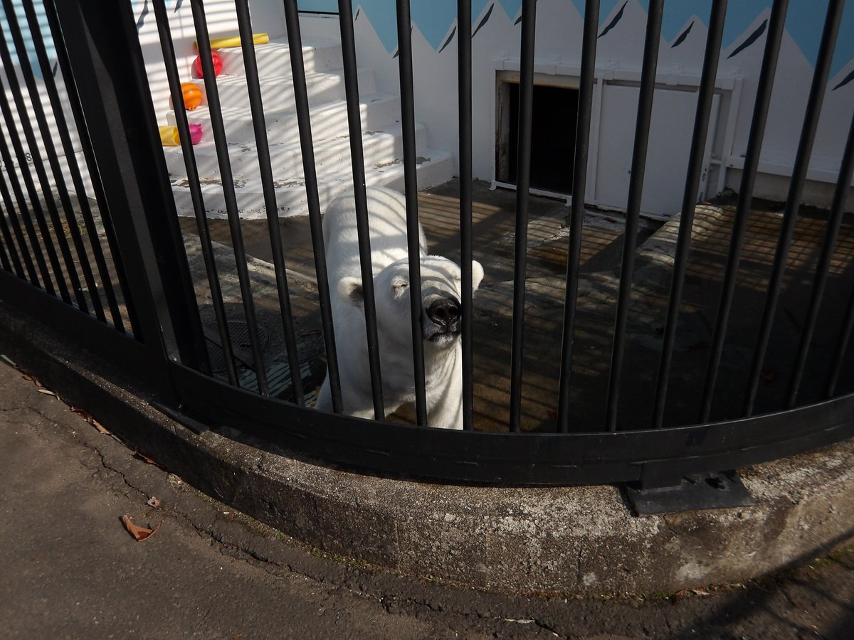 釧路市動物園 tweet media