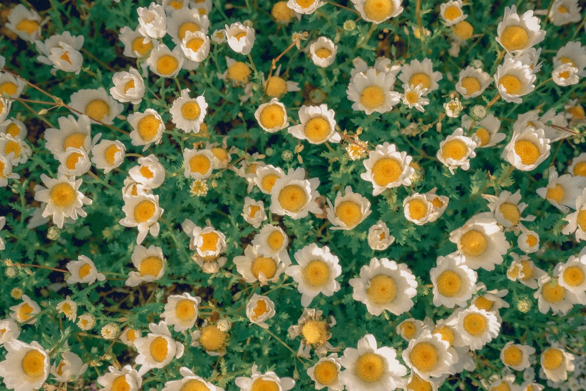 Semashi📸 tweet media