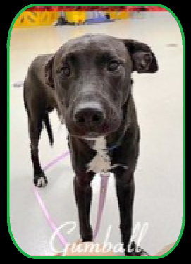 QuietSpirit 🐕 tweet media