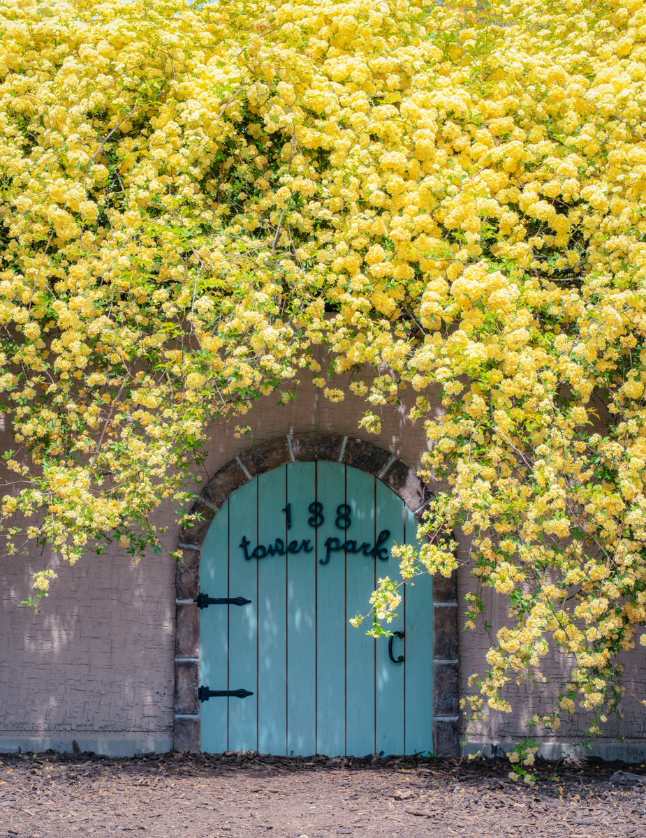 こすもす* tweet media