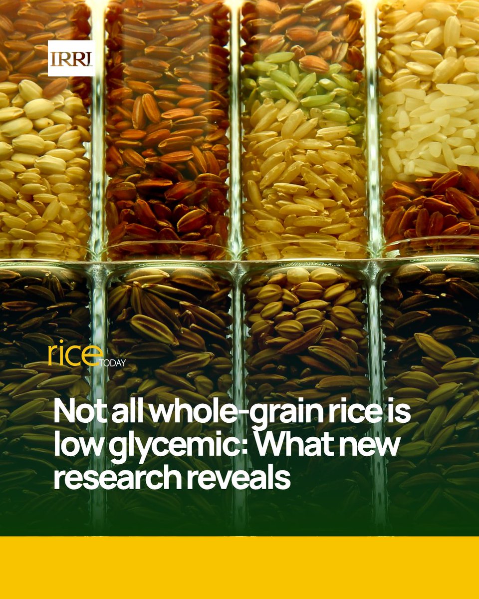 irri's tweet photo. Rice Today: Is your rice brown? New research shows that pigmented rice isn’t always lower in glycemic index, but it still offers valuable nutrients.

Read more: https://t.co/vy8Jvu4joa https://t.co/HHK1bYmx05