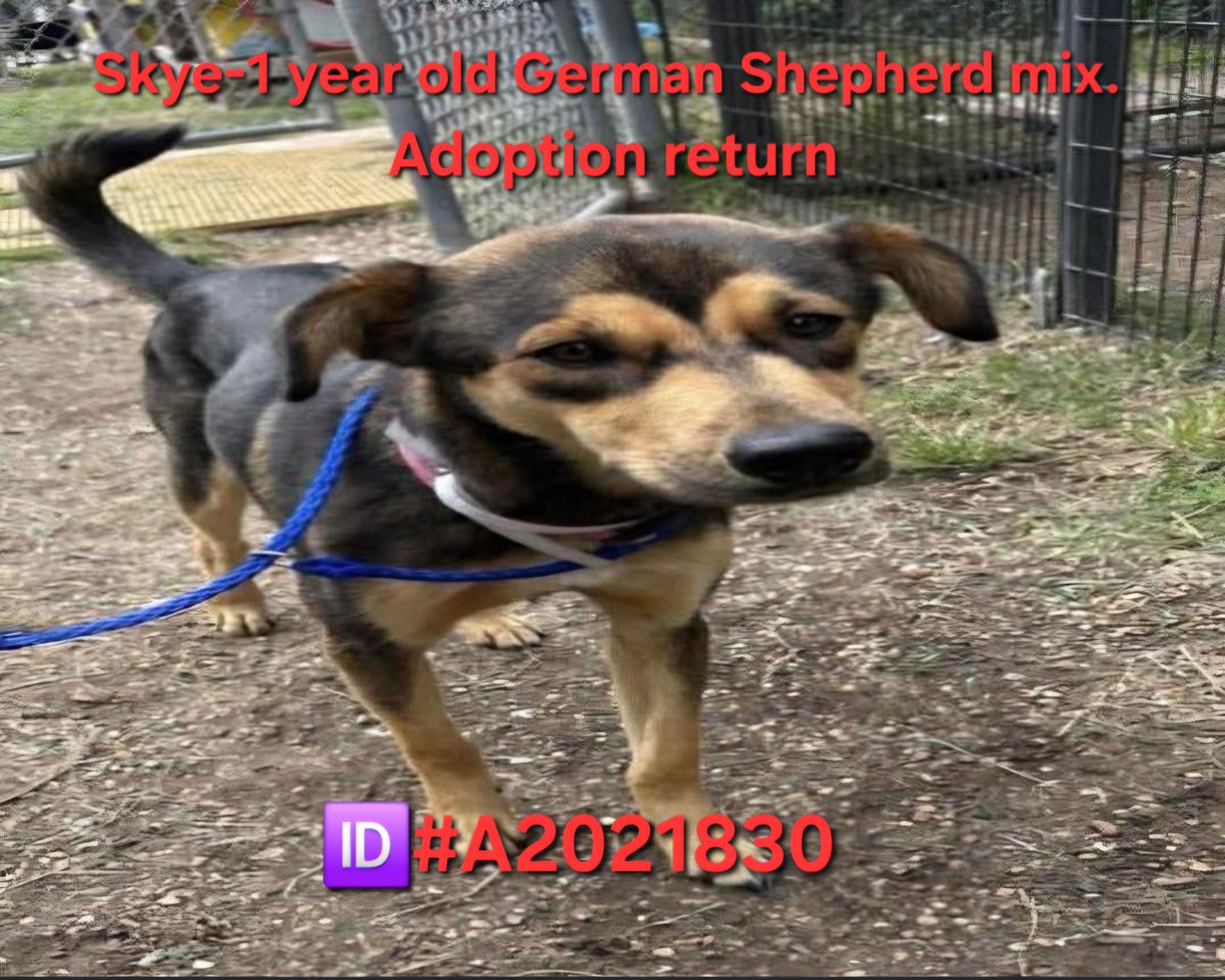 Ashes_666_'s tweet image. 1 year old Skye is going to be euthanized today 4/22 by 1pm CST at BARC in Houston TX. #like #comment #share #boost #repost #adopt #AdoptDontBuy #adoptdontshop #RescueMe #Pledge4Rescue #PLEDGES #FostersSaveLives #FosterMe #help #puppy #cute #dog #cutedog #cutepuppy #texas