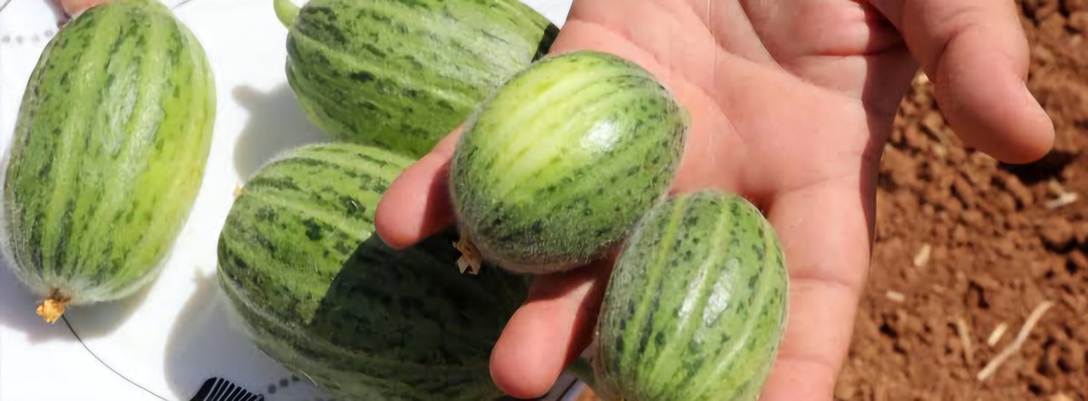 nocontextviran's tweet photo. Burası Viranşehir Kardeş;
Şelengosu Acı, İnsanı Dertli Olur🥹 https://t.co/0B3hOGDkEd