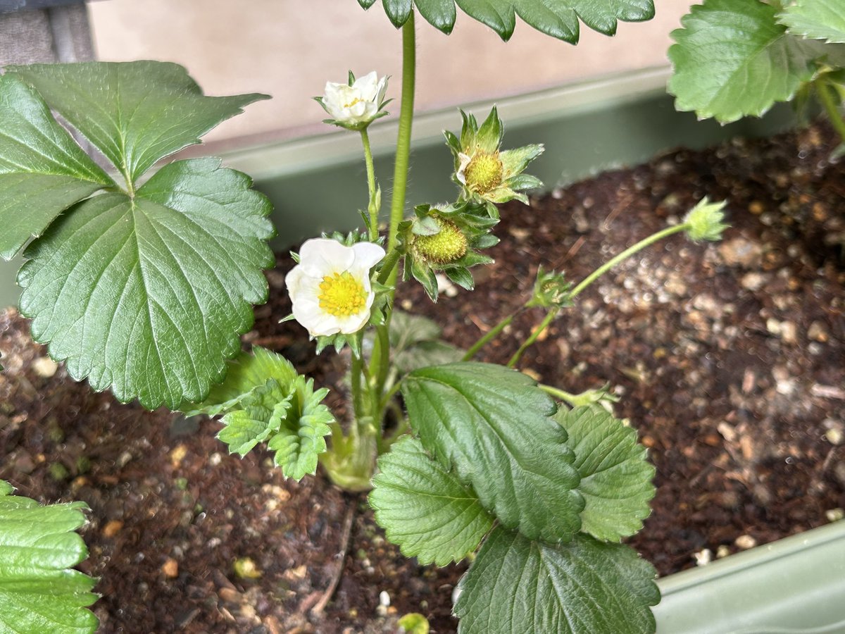 ネム@療養中 tweet media