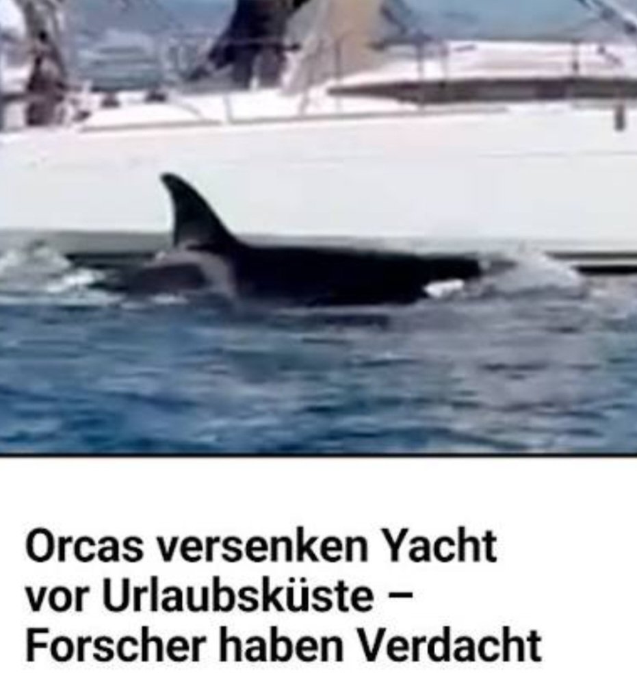 WildatHeart tweet media