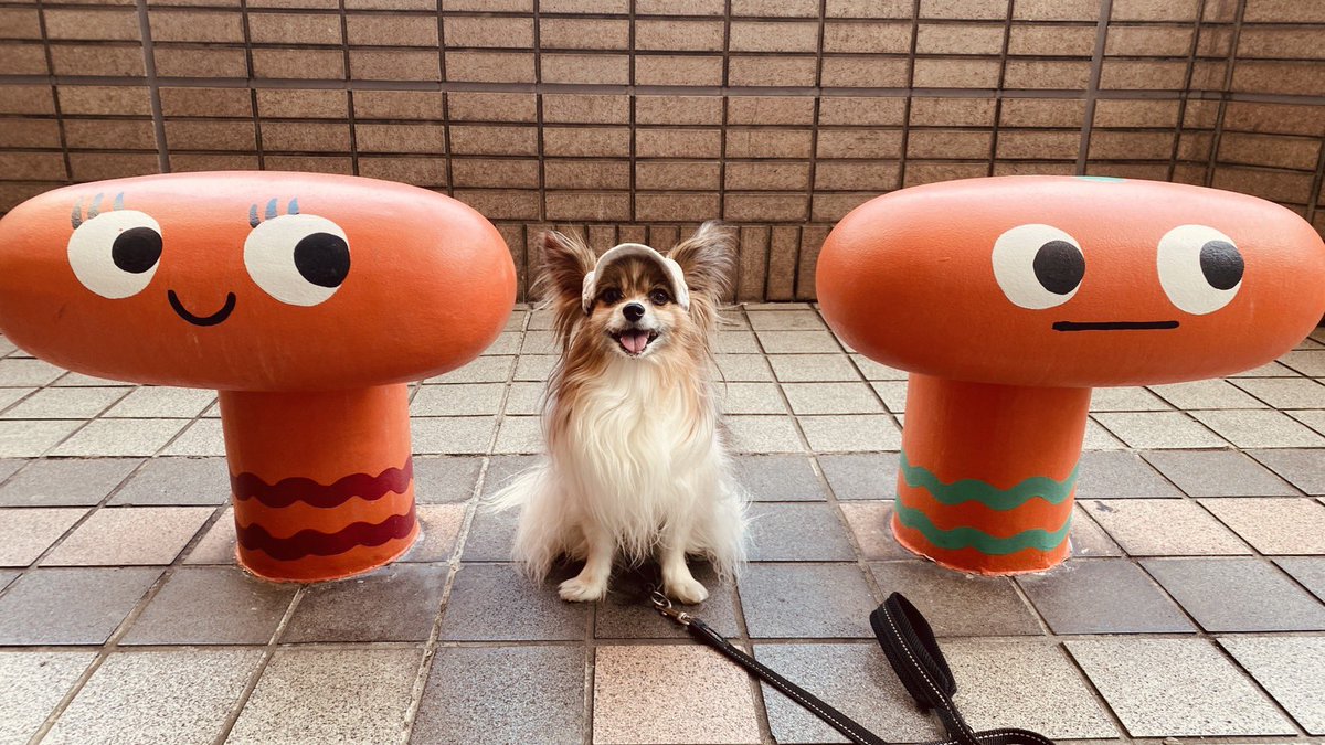 double_papillon's tweet photo. 外国人の観光客さんがお花を撮っていらっしゃったところに、｢さ！可愛い僕をどうぞ！｣と言わんばかりに、このニコニコの笑顔でお座りしてレンズに入り込むダブル。｢可愛い｣と言われる度に見境なく人間に寄っていくダブル。目が合うまで人間を見つめ続けるダブル。"人間好き"が加速している。 https://t.co/3Px2Te7hH7