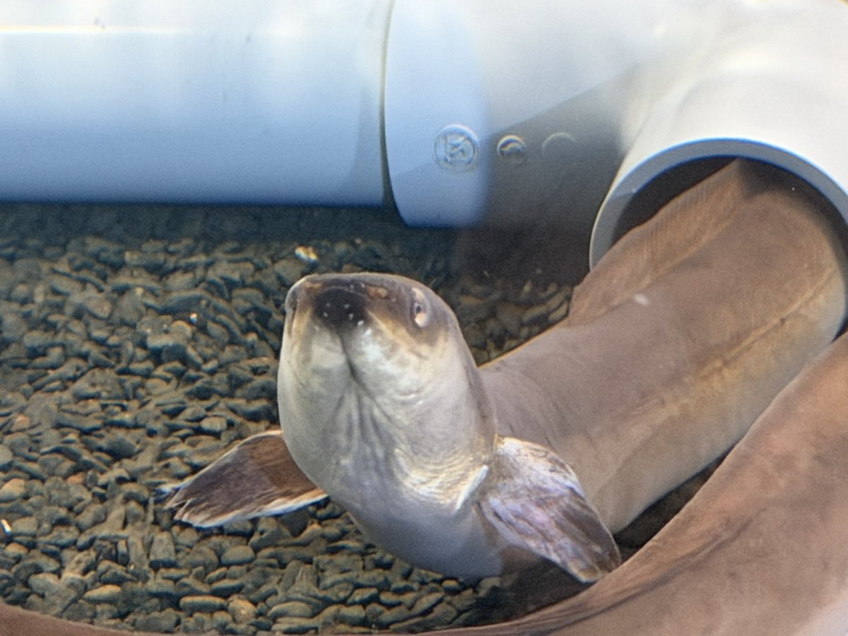 ゆむ_サメ tweet media