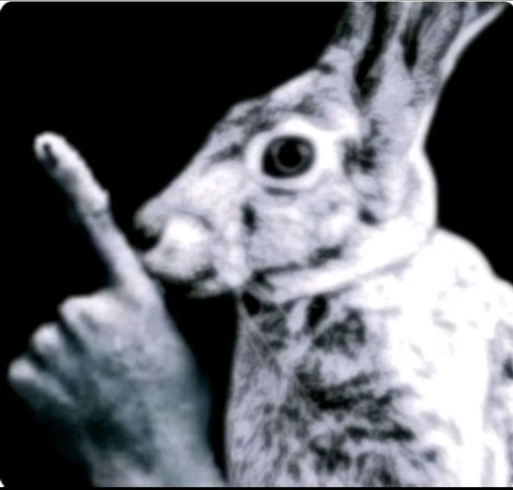 Inusitado Lima tweet media