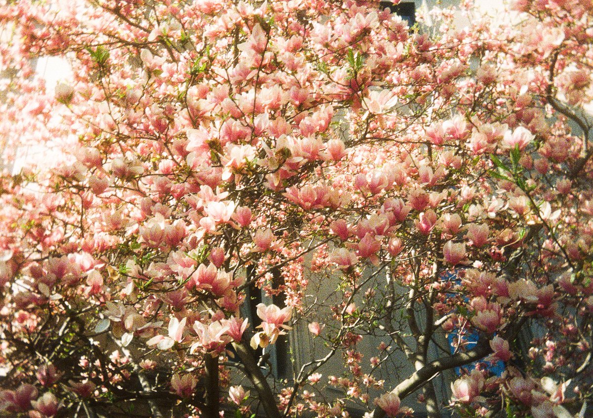 emmi ✶ tweet media