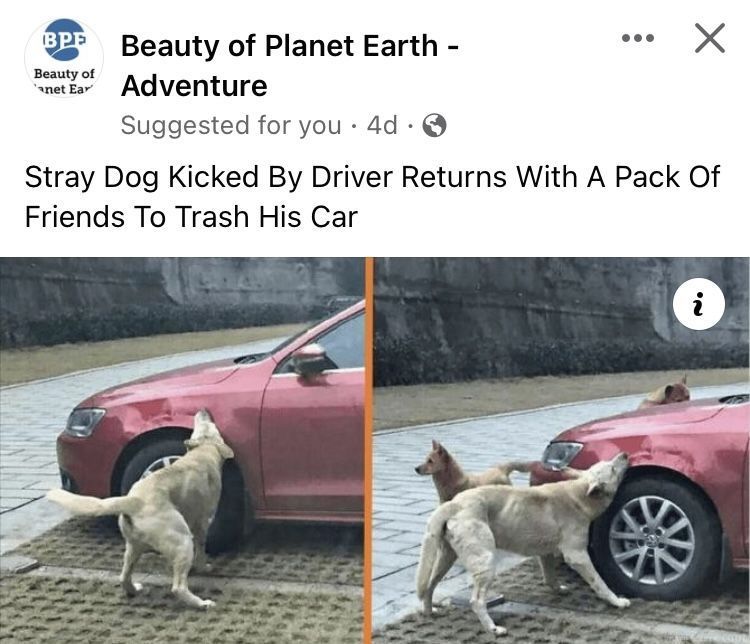 Dog lovers tweet media