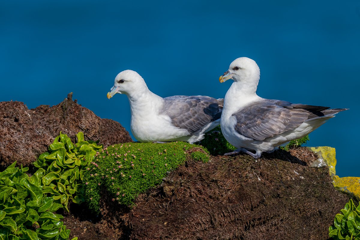 EcofactEcology's tweet photo. Northern Fulmars (Fulmarus glacialis) at Loop Head, Co. Clare, last week. This species first bred in Ireland in 1911 and became very common due to the availability of fish waste from the commercial fishing industry. 

The name "fulmar" is derived from old Norse words which translate directly to "foul gull". This name refers to the bird's defensive habit of regurgitating and spitting a foul-smelling, pungent stomach oil at predators and intruders near their nesting sites

However, despite their superficial resemblance to gulls, Fulmars belong to the order Procellariiformes - the “tube-nosed” seabirds - and are more closely related to shearwaters and albatrosses than to any gull species.

Fulmars are pelagic specialists and can take six to twelve years to reach sexual maturity. Outside the breeding season they spend most of their lives far out in the North Atlantic, ranging widely across the ocean and rarely coming to land.

Fulmars form long-term pair bonds and show strong fidelity to specific nest ledges on coastal cliffs. After spending extended periods at sea, both individuals return with remarkable accuracy to the same location. Only a single egg is laid per year and the pair invests heavily in each breeding attempt.

During the breeding season, individuals can leave on long foraging trips that last a few days and could take them halfway across the Atlantic. 

Although still widespread and relatively common, Fulmars are increasingly recognised as indicators of ocean health. They are particularly vulnerable to plastic pollution, with individuals frequently ingesting plastic at sea, and are also affected by broader changes in marine ecosystems linked to climate and fisheries. This species is classified as an Amber-listed bird of conservation concern in Ireland.