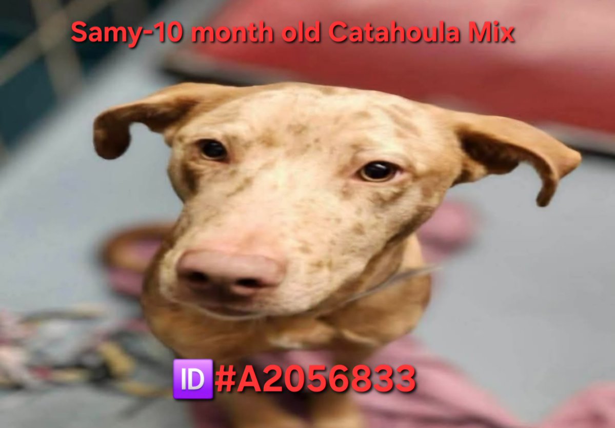 Ashes_666_'s tweet image. 10 Month old Catahoula Mix—Sammy is going to be euthanized today 4/22 by 1pm CST at BARC in Houston TX. #like #comment #share #repost #boost #adopt #AdoptDontBuy #adoptdontshop #RescueMe #FostersSaveLives #FosterMe #Pledge4Rescue #PLEDGES #texas #puppy #cutepuppy #help #please