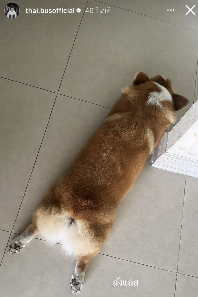 มูมู่จอปอ ᴥ︎ tweet media