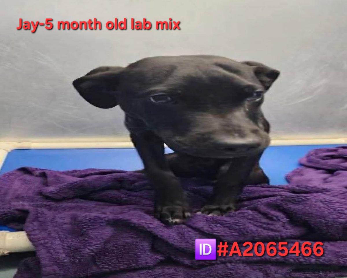 Ashes_666_'s tweet image. 5 Month old lab mix—Jay is going to be euthanized today 4/22 by 1pm CST at BARC in Houston TX. #like #comment #share #repost #boost #adopt #AdoptDontBuy #adoptdontshop #RescueMe #FostersSaveLives #FosterMe #Pledge4Rescue #PLEDGES #texas #puppy #cutepuppy #help #please