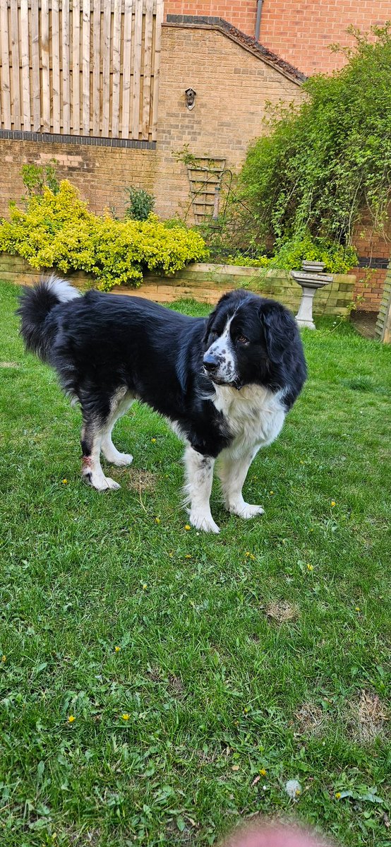 OzzytheRomanian's tweet image. Little legs is back so I'm outside protecting him from the pigeons
#Wednesdaymotivation