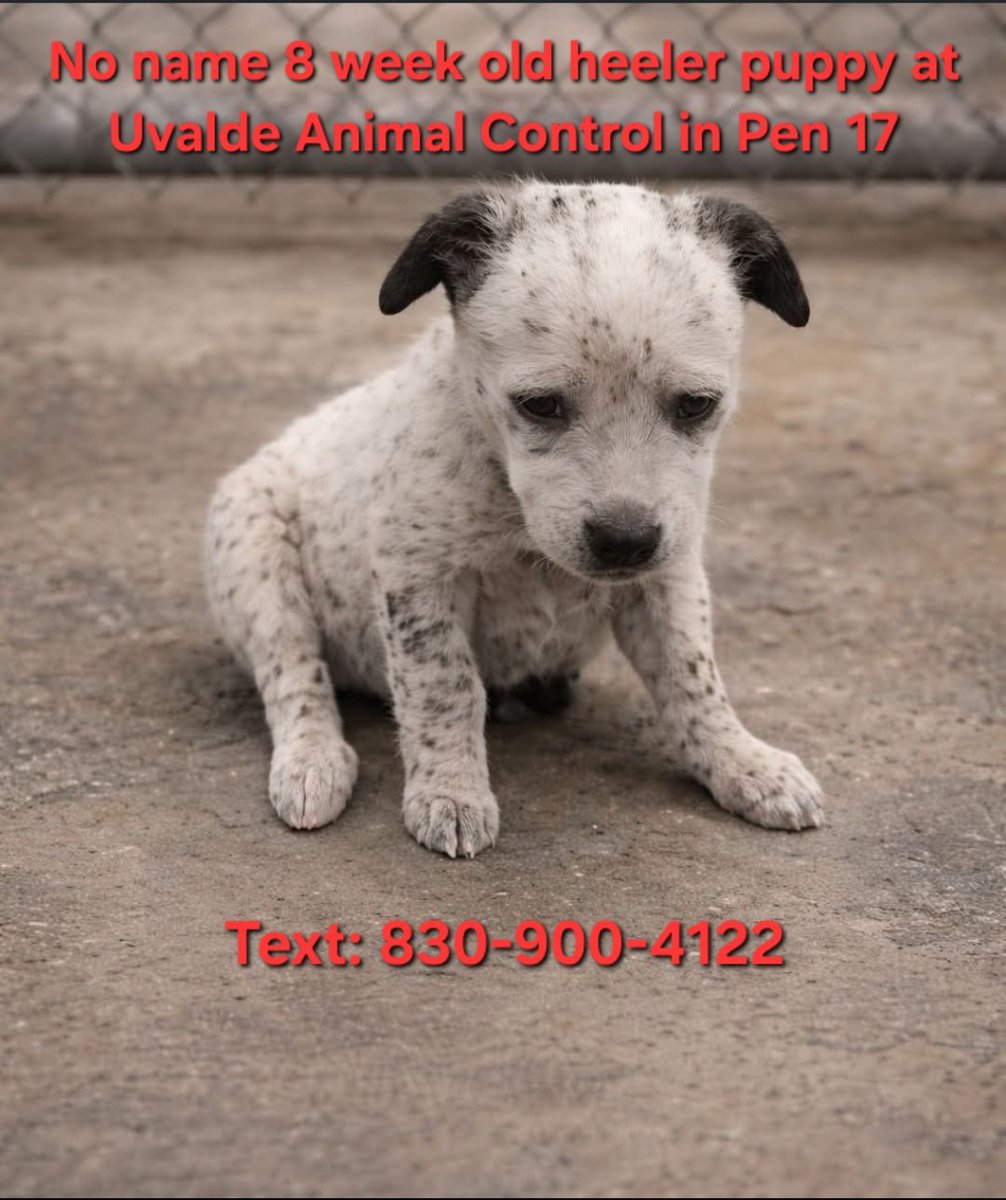 Ashes_666_'s tweet image. No name 8 week old heeler puppy is going to be euthanized by 4/24 at Uvalde Animal Control. #like #comment #share #repost #boost #adopt #AdoptDontBuy #adoptdontshop #RescueMe #FostersSaveLives #FosterMe #Pledge4Rescue #PLEDGES #texas #puppy #cutepuppy #help #please