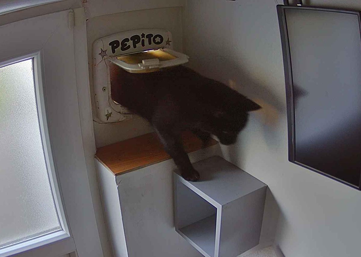 PepitoTheCat's tweet photo. Pépito is back home (07:50:31) https://t.co/PAx6xFZcDE