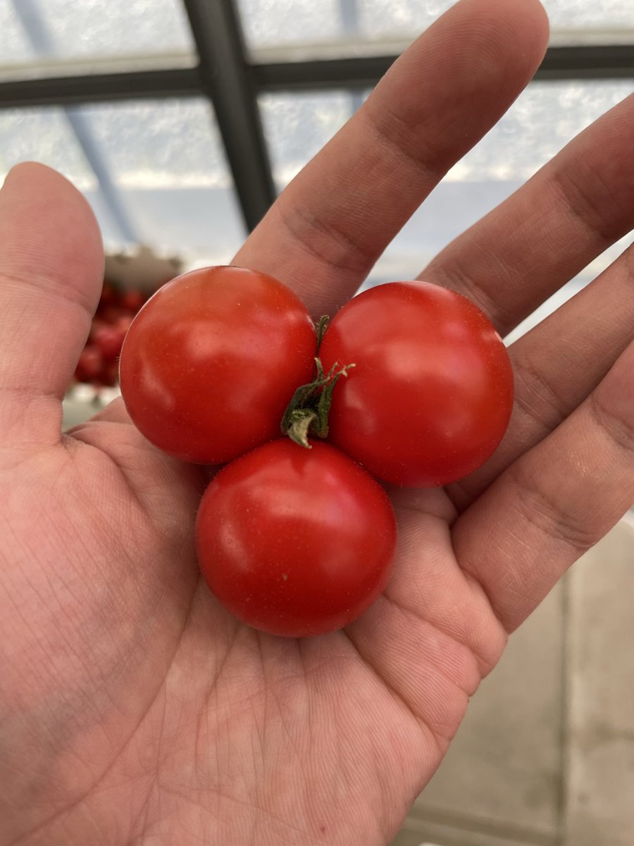 DDesignfarm's tweet photo. 今日、収穫されたトマトの中に
おもしろトマト発見です！
その名もハンドスピナートマト🍅です！
ヘタひとつに果実が3つにわかれてました！
かなり綺麗にわかれてたので、思わず📸
売り物にはできないですが、
面白いのでたまにはありですね🤣
#めんこいトマト(ハンドスピナー型)
#陸前高田市
#岩手県 https://t.co/u0XHVDj6rg