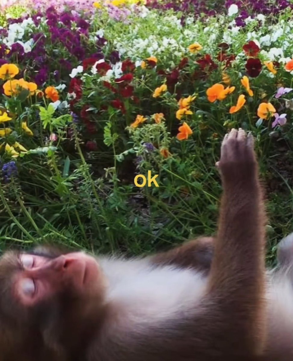 ෆ nana ෆ tweet media