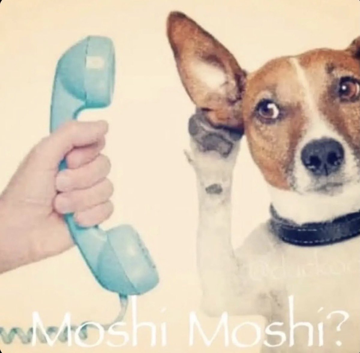 𐔌՞. .՞𐦯 tweet media