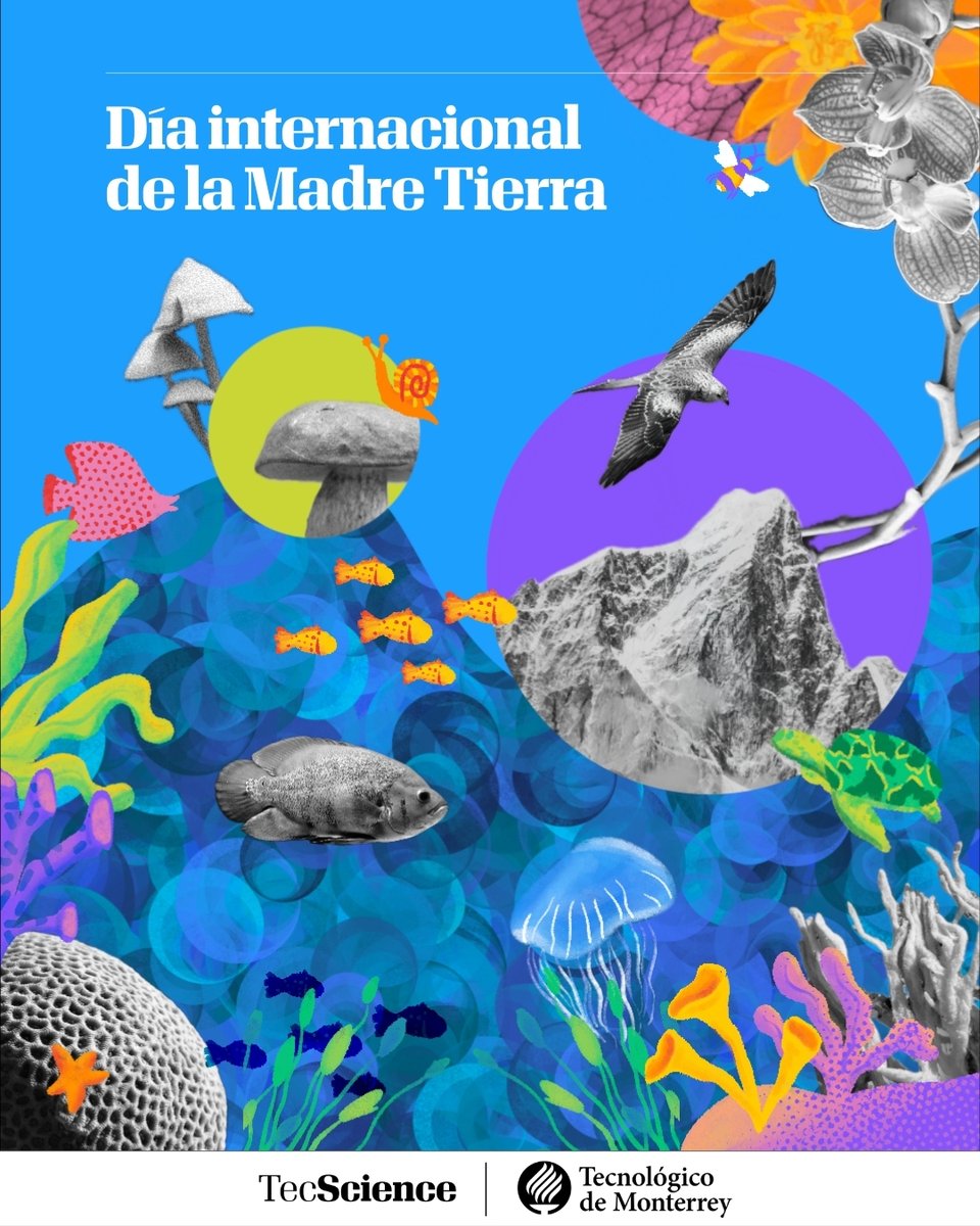 TecScience_'s tweet photo. 🌎 Hoy es el #DíaDeLaMadreTierra, un momento para reflexionar sobre el daño que le hemos causado a nuestro hogar y sobre lo que podemos hacer para revertirlo. En México, la disponibilidad de agua ha caído de 17,000 a solo 3,358 metros cúbicos por habitante desde 1950. La contaminación del aire causa 7 millones de muertes prematuras al año en el mundo.

🔵 Pero la ciencia también está trabajando para cambiar esta realidad. A través de #RutaAzul, el @TecdeMonterrey ha convertido sus campus en laboratorios vivientes con proyectos de investigación aplicada que enfrentan los retos del agua, residuos y movilidad sostenible. El futuro sostenible se construye desde la investigación. https://t.co/lPaKMajNEm 

🎨: Diana Reséndiz Verduzco