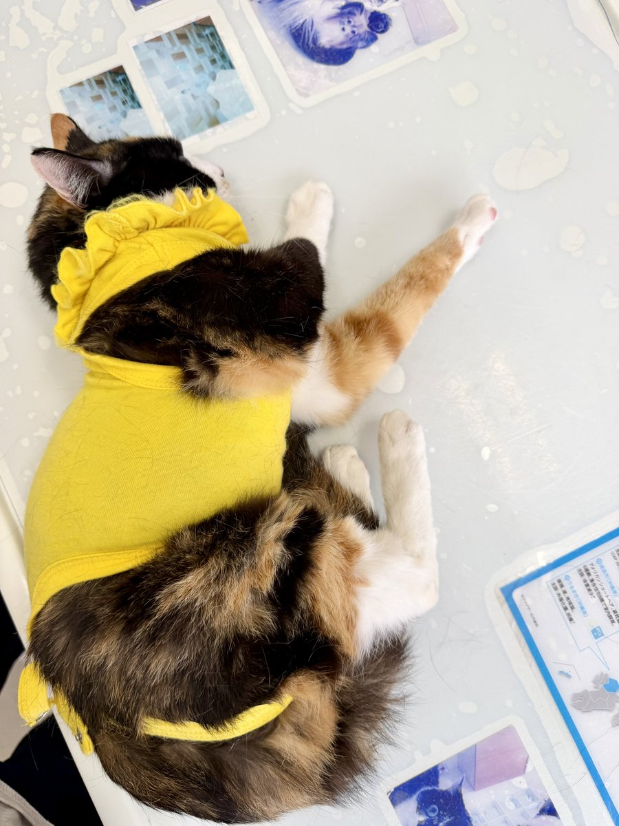 ドン・ぶっちゃ tweet media