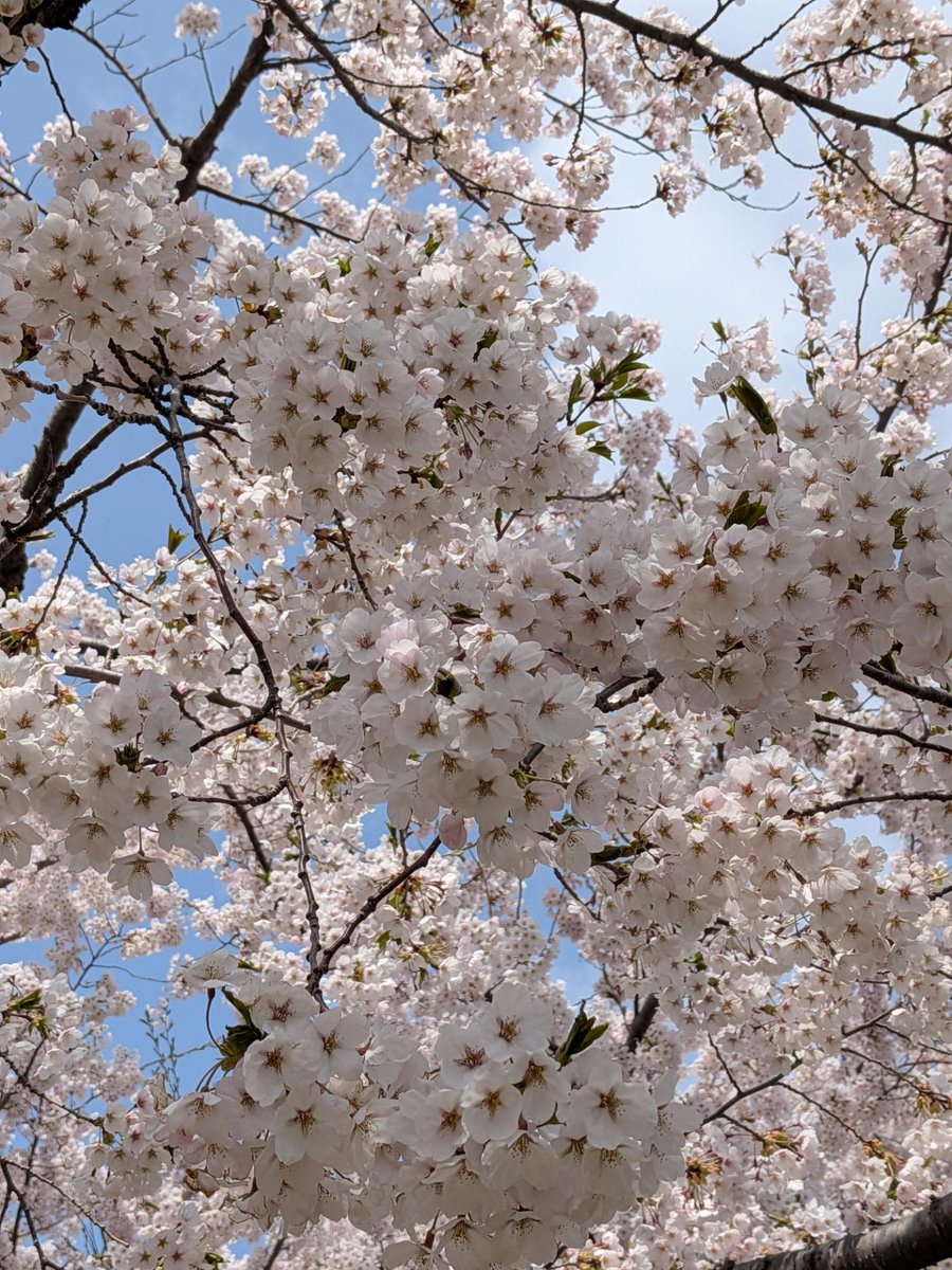 箱館奉行所【公式】 tweet media