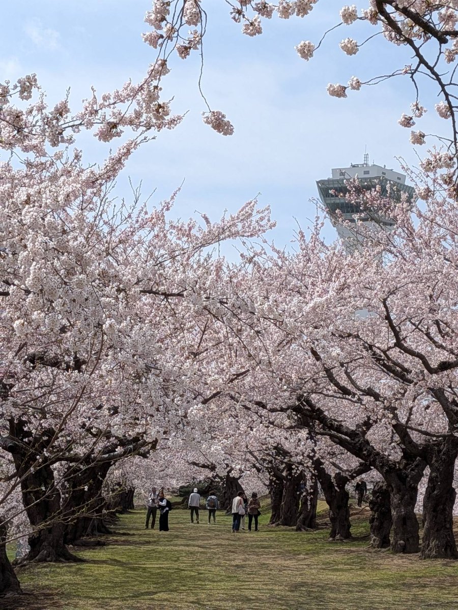 箱館奉行所【公式】 tweet media