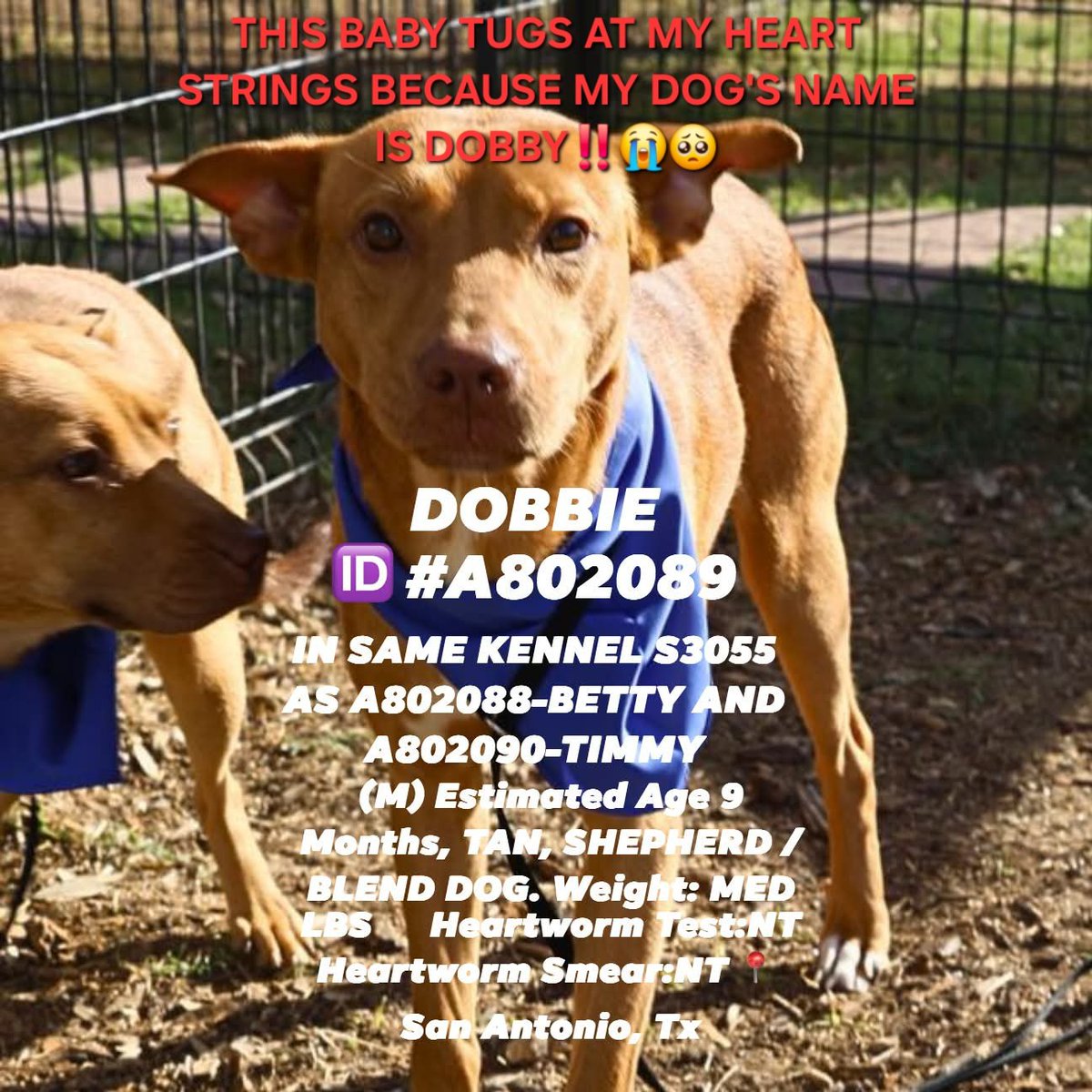 Ashes_666_'s tweet image. 9 Month old Dobbie will be euthanized today 4/22 at San Antonio ACS. #like #comment #share #repost #boost #adopt #AdoptDontBuy #adoptdontshop #RescueMe #FostersSaveLives #FosterMe #Pledge4Rescue #PLEDGES #texas #puppy #cutepuppy #help #please #shelterdog