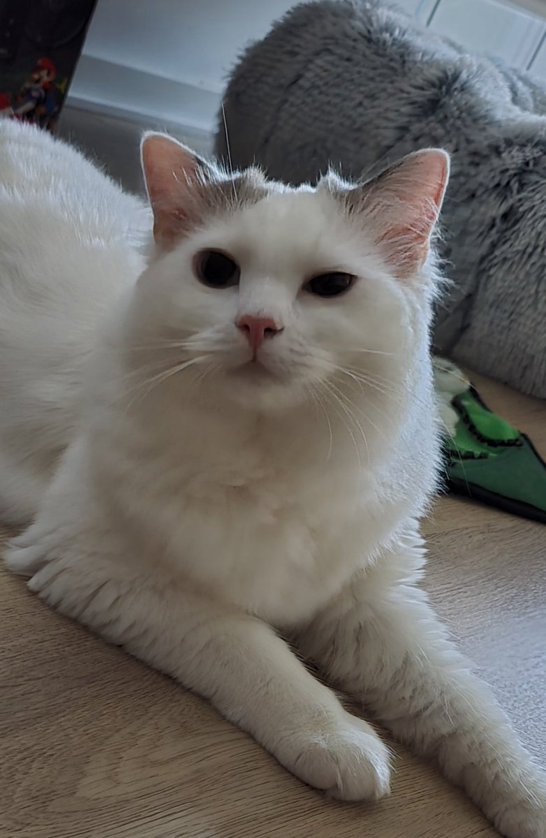 ❤️Yumi Mogry❤️☄ tweet media