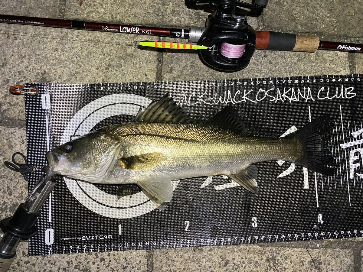 3ilsp9's tweet image. 昨日はﾖｯﾒを連れて港湾バチ調査！
バチ抜けドンピシャの潮回りでメジャーポイントなのにガラガラ😂

おかげで魚は擦れてなくて、20cmくらいのセイゴから60アップのスズキまで各種遊んでくれました🎣🎣

ﾖｯﾒも初シーバスキャッチで癒シーバスでした🐟😂

#Fishman
#DUO