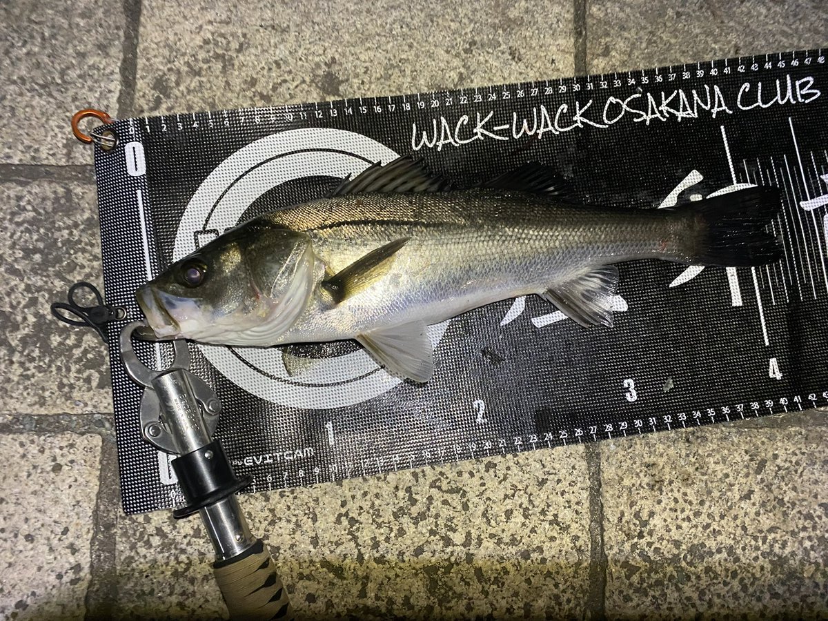 3ilsp9's tweet image. 昨日はﾖｯﾒを連れて港湾バチ調査！
バチ抜けドンピシャの潮回りでメジャーポイントなのにガラガラ😂

おかげで魚は擦れてなくて、20cmくらいのセイゴから60アップのスズキまで各種遊んでくれました🎣🎣

ﾖｯﾒも初シーバスキャッチで癒シーバスでした🐟😂

#Fishman
#DUO